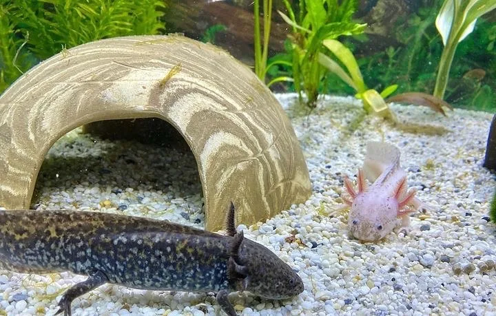 axolotls in aquarium jpg