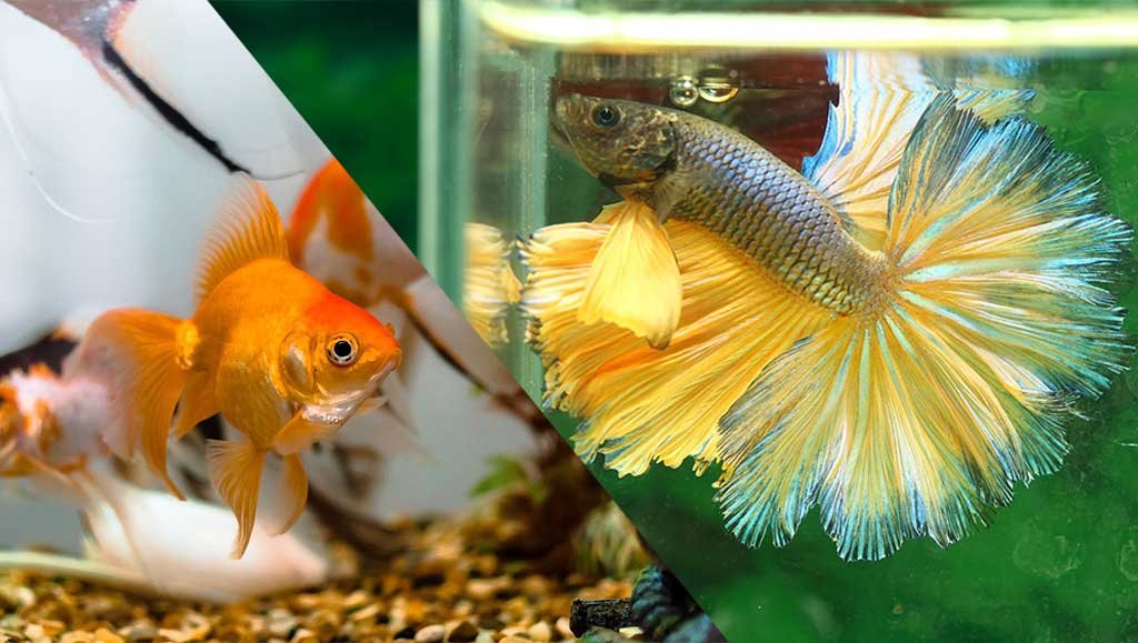 betta fish goldfish