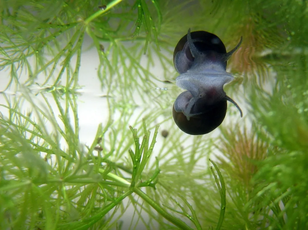 snail, aquarium, mirror image-143884.jpg