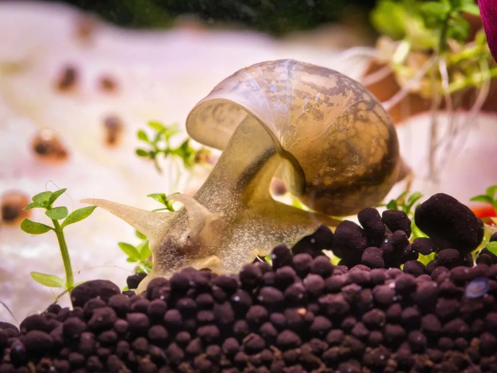 snail, freshwater, pointed mud auger-4712810.jpg