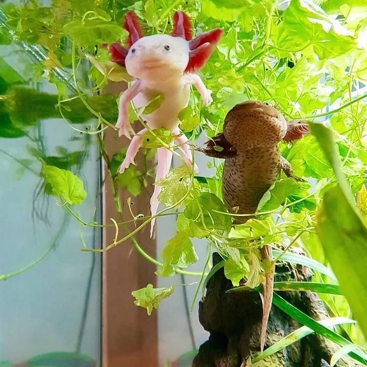 two axolotl jpg