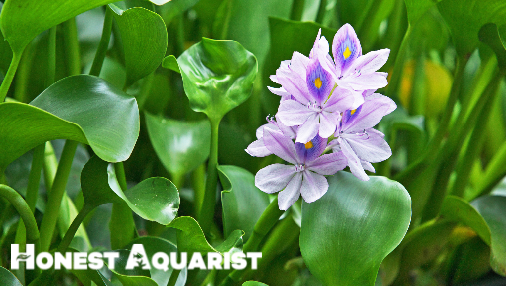 water hyacinth cover