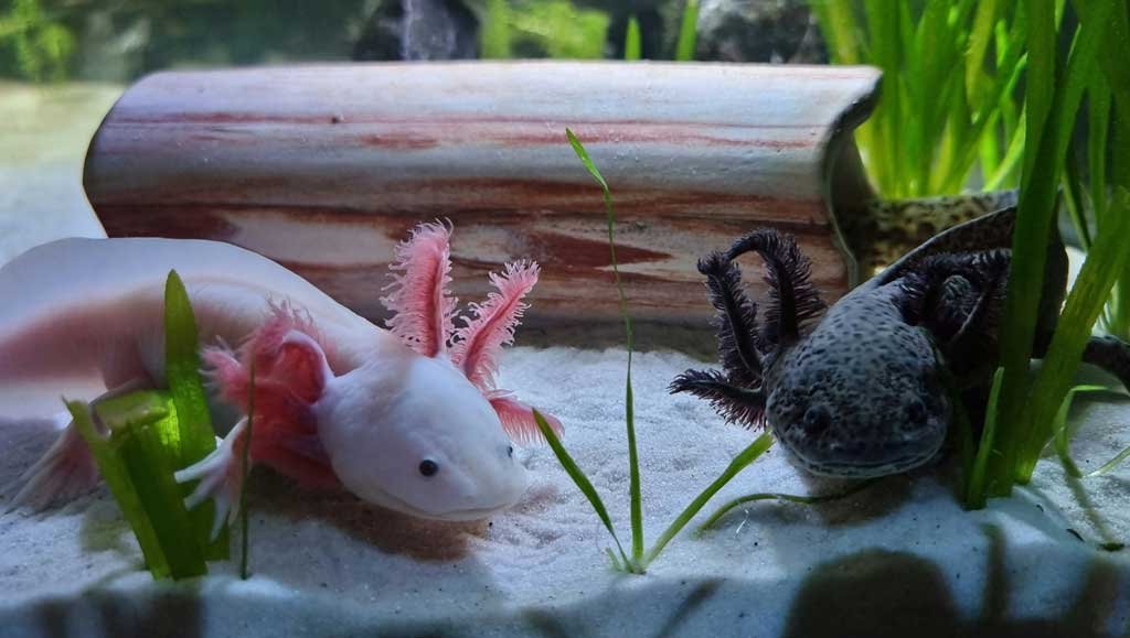 Things You Must Know About Wild Type Axolotls