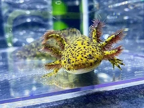 yellow axolotl jpg